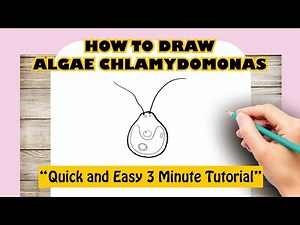How to Draw Algae Chlamydomonas