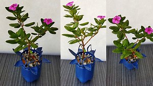 2K views · 38 reactions | #recycle #idea #plants How To Design Plastic Bottle Planter | JK Creation | Facebook