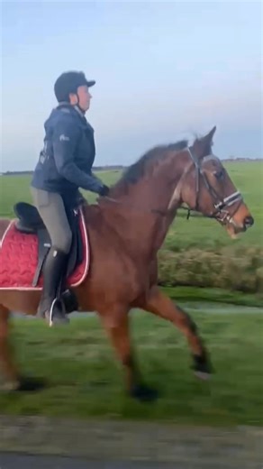 282K views · 4K reactions | Als je al 30 bent maar nog zo graag een rondje mee naar buiten gaat 殺 #Napoleon #blijei Mijn staigare moest zelfs even wennen aan zijn gang 來 maar dat mag de pret niet drukken. Evenals het missen van zijn voortanden. Zijn tongetje danst vrolijk mee op de maat  | Lonneke Training & Instructie | Facebook