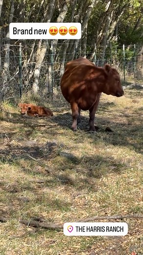 The Harris Ranch on Reels
