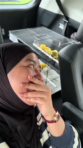 Monggo Merapatttt: Burung Kenari Pancingan