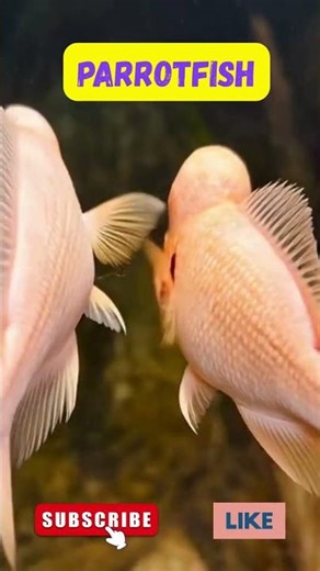 Parrotfish Bite Coral to Create Sand! 🐠 Incredible Ocean Fact #Shorts