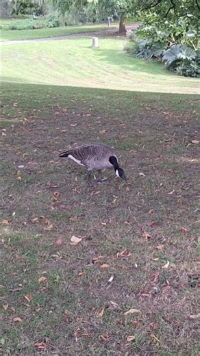 Canadian geese in Dortmund park