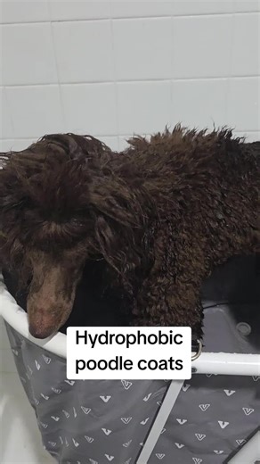 Understanding Hydrophobic Poodle Coat Texture