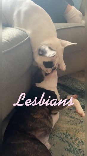 Romantic French Lesbians Caught Making Out with Dog