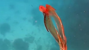 Rare blanket octopus spotted on Great Barrier Reef