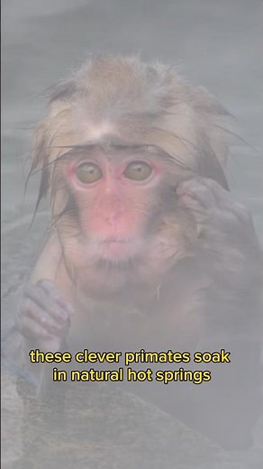 Snow Monkey Relaxing in Hot Springs | Amazing Japanese Macaque in Winter