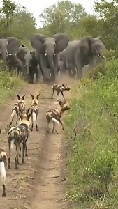 The Bush Dog's Challenge: Hunting in the Shadow of Giants Bush dogs, known for their pack hunting strategies, may target vulnerable prey such as baby elephants. However, mature elephants are highly protective and vigilant when it comes to their young. This dynamic creates a challenging environment for bush dogs, as the adult elephants' active defense mechanisms and social structures work to safeguard their calves. The interaction highlights the complexities of predator-prey relationships in the 