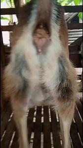 Physical Signs 1. #Enlarged udder*: The udder will be swollen and firm. 2. #Relaxed pelvic ligaments*: The area around the tail and vulva will be relaxed. 3. #Vulva swelling*: The vulva will be swollen and soft. 4. #Mucus discharge*: A clear or slightly bloody discharge may be present. Behavioral Signs 1. #Restlessness*: The goat may pace, lie down, and get up repeatedly. 2. #Pawing or digging*: She may paw at the ground or bedding. 3. #Vocalization*: The goat may bleat or make other noises more