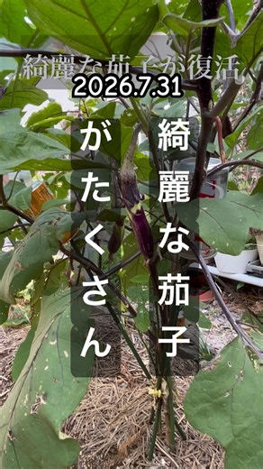 Long Eggplant: Harvesting Plenty of Beautiful Eggplants #EggplantCultivation
