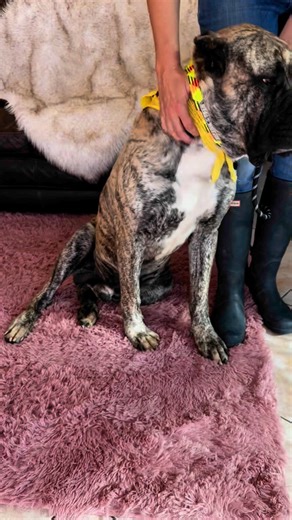 2.9K views · 125 reactions | Meet Preston ! Ok to start with the...