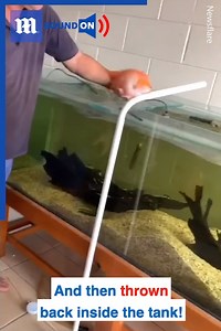 Who needs a dog when you can play with your pet fish... 😲🐠 via Newsflare | Daily Mail Video