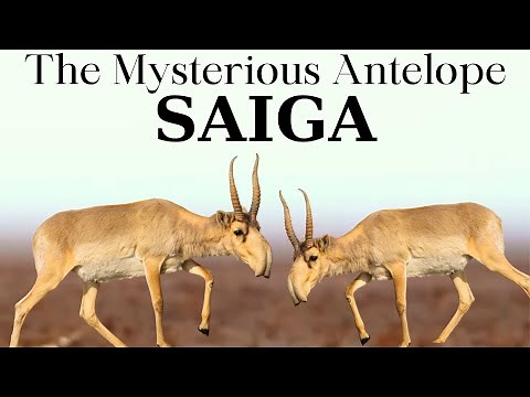 Saiga, the Mysterious Antelope