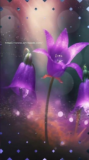 秋の動画 ご挨拶や癒しに 桔梗の花の幻想的な風景の動画