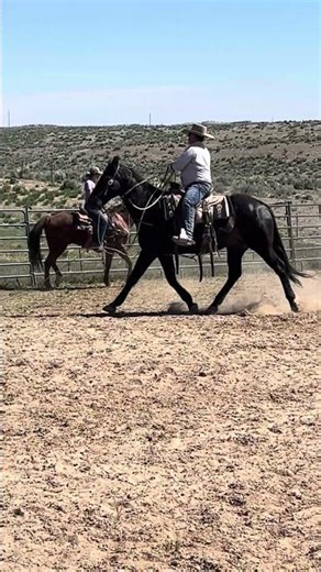 Roping at branding, ranch roping.