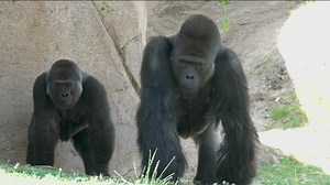 New silverback gorilla joins troop at San Diego Zoo Safari Park