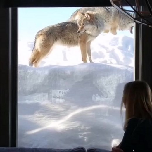 Encountering Wolves in Norway: A Wild Adventure