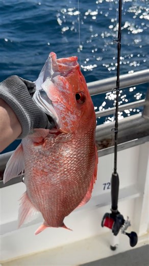 Hopefully next year‘s red snapper season is long #fishing #fypシ #Galveston #redsnapper #bigfish | Justin Williams