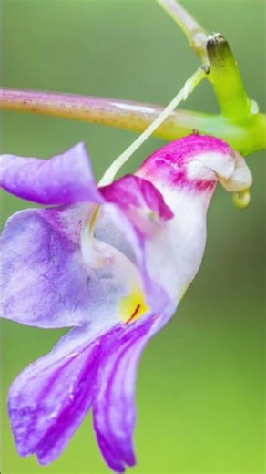Touch-me-not flower | Balsam Flower| check the description below#nature #flower #beautiful