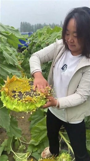 Harvesting Giant Sunflowers Shaking Out Ripe Black Seeds From A Massive Sunflower Head! 🌻