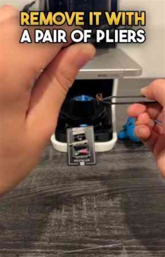 Wasp stinger under the microscope, a fascinating close-up of nature’s design