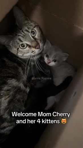 Erin Berger on Instagram: "Welcome mama Cherry 🍒 and her 4 perfect kittens! Every year, hundreds of thousands of dogs, cats, kittens, and puppies are euthanized in overcrowded shelters in the southern United States. The population of dogs and cats here is completely out of control. There is physically not enough space or resources to save them all. Many people comment on my videos suggesting the shelters release the animals outside rather than euthanizing them. If the shelters did that, the ani