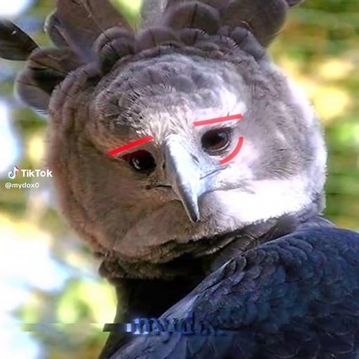 harpy eagle VS bald eagle PSL ratings Ascend with @PSL App #mogger #birdedit #birds #mogged #birdsedits