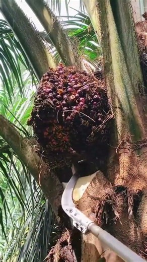 tips for picking tall oil palm fruit#shorts