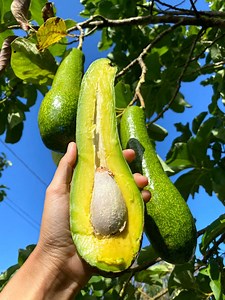 Long Neck Avocado *Pre-Order*