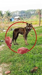 Make the tiger look fat by feeding it meat 🐅👍 #trendingreel #puzzle #Funny #Amazing #challenge #tiger #fat Md Belal Hossain | Shampa lifestyle