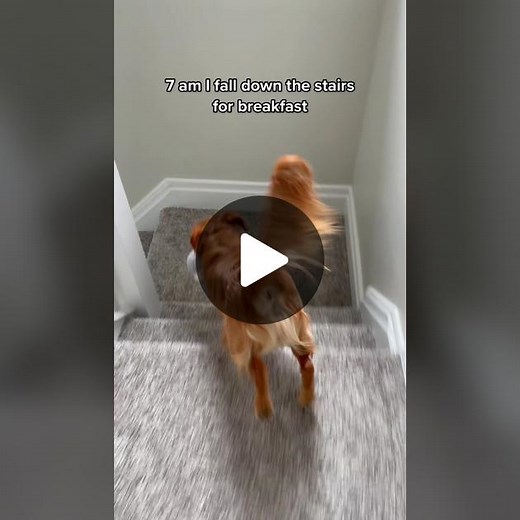 Joeys exact daily routine #joeythegoldencavalier #goldenboy #puppy | golden cavalier
