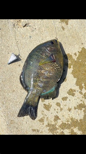 Beautiful California coastline! #coastfishing #californiacoast #oceanfishing #Fishon #explore