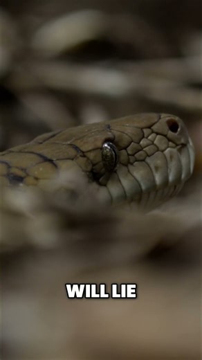 Cassowary vs. Snake: Deadly Dinosaur Bird Defends Territory