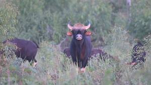 152K views · 307 reactions | สำนักอนุรักษ์สัตว์ป่า Wildlife Conservation Office, Thailand on Reels | Facebook