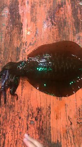 8.6K views · 78 reactions | Why doesn't it change color? Anyone know? #กินแปลกกลางเล | ป๋านิค เรือประมงซิ่ง | Facebook