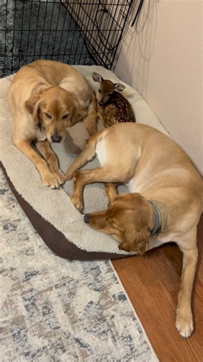 When everyone says they need more beds but they still want to lay together💕🥺 #GoldenRetriever#deer #buck #dog #fyp #hike #cats #dogs #catsofinstagram #chickens #hikingcats#Nature #duck #trails#animals #squirrel #funny #hike #hiking #trails | Brown Hiking Trails