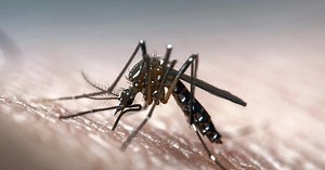 Science bites back as lab discovers why human blood attracts mosquitos | The National