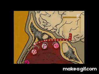 Quorum sensing in bacteria | quorum sensing mechanism | bacterial communication on Make a GIF