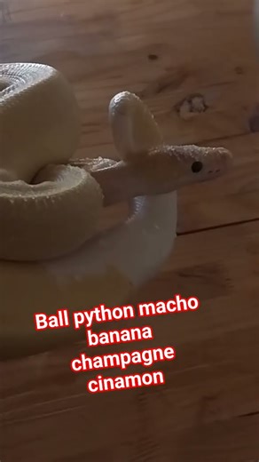 ball python macho banana champagne cinamon #snake #piton