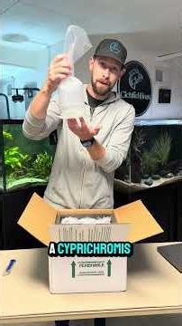 Unboxing 10 New Cichlids!