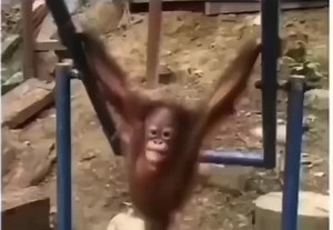 #monkey#monkeys#monkeybaby#babymonkey#cutemonkey#cute#adorable#ape#gorilla#monkeyss#love#happy#relaxing#cool#animal#animals#cuteanimals#animalsoftiktok#monkeysoftiktok#funny#funnymonkeys#funnyanimals#loving#petmonkey#petanimal#zoo#wildlife#bestofmonkeys#spoiled#viral#foryou#foryoupage#fyp#meme#pets#trending#oragutan#chimp#chimpanzee#spidermonkey#gorilla#ape#hilarious#trending