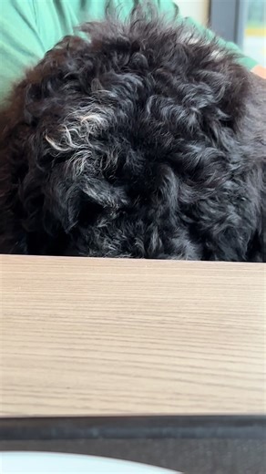 Ollieeee 🥹 #fyp #poodlesoftiktok #poodle #standardpoodle