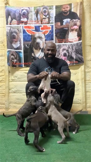 6.7K views · 55 reactions | Part 2, they are still at it. They are cleaning the meat from the bones pretty good. Wait until part 3 to see how they finish up. This is awesome for them. #reelschallengereelschallenge #explorepage #XLbully #StarsEverywhere #dogs #rawfedpuppy #rawfeddog #Puppies | Buff N Blue Bullies 2 | Facebook