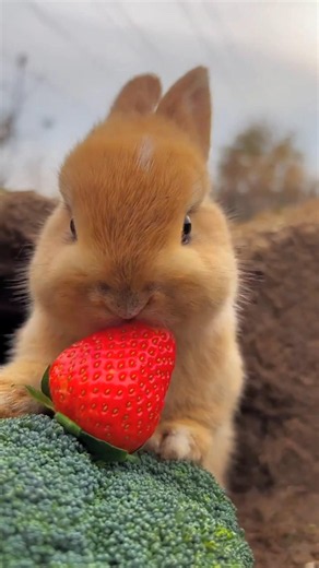 AWW 😍🍒 Bunny Enjoying Sweet Cherries 🐰 #Shorts