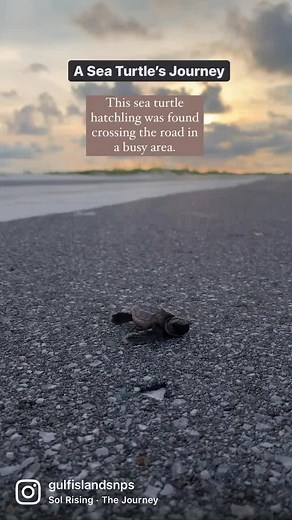 10K views · 110 reactions | Gulf Islands is home to 64 sea turtle...