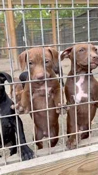 El Titere fans this is for you!