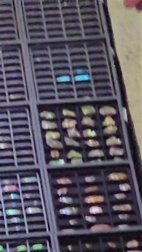 65K views |  Calgary, Get Ready!  Western Canada's largest Gem...