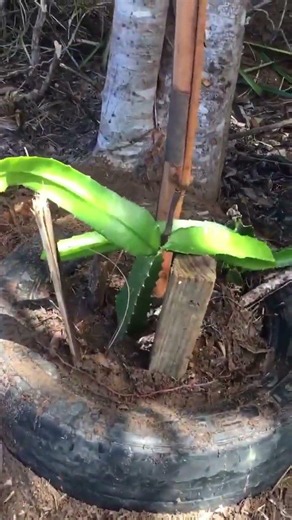 Como Fazer o Plantio da Pitaya?