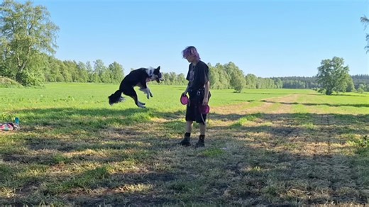 Amazing Dog Tricks and Training Techniques