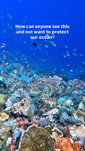 The Dive Compass | Sustainable Scuba Diving Swimwear & Apparel on Instagram: "It’s wild to think how much life depends on coral reefs and how fast they’re disappearing because of us 💔 But protecting them doesn’t have to be complicated. It starts with small choices that actually add up 🌊 Every bikini we make is crafted from recycled materials and supports coral reef restoration. Because if we love the ocean, it only makes sense to protect it For ocean lovers. For divers. For anyone who feels mo